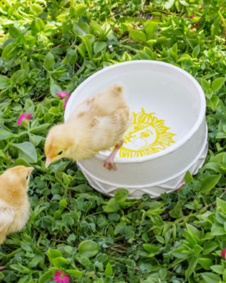 Pet Bowl, Multi Sun Tiles, large