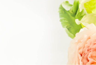 ppicture of orange flowers