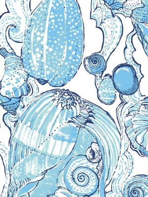 Shell Shine Image